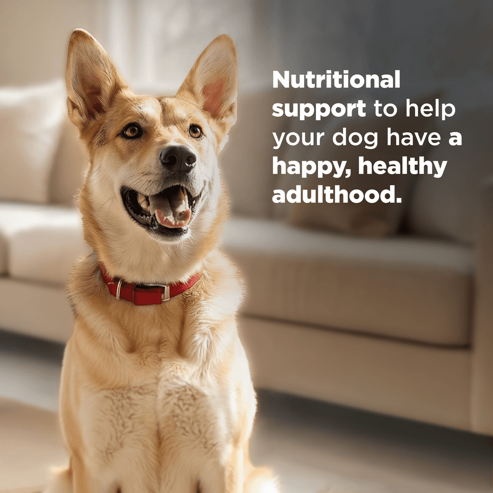 Hills Science Diet Chicken & Barley Recipe Adult Dry Dog Food