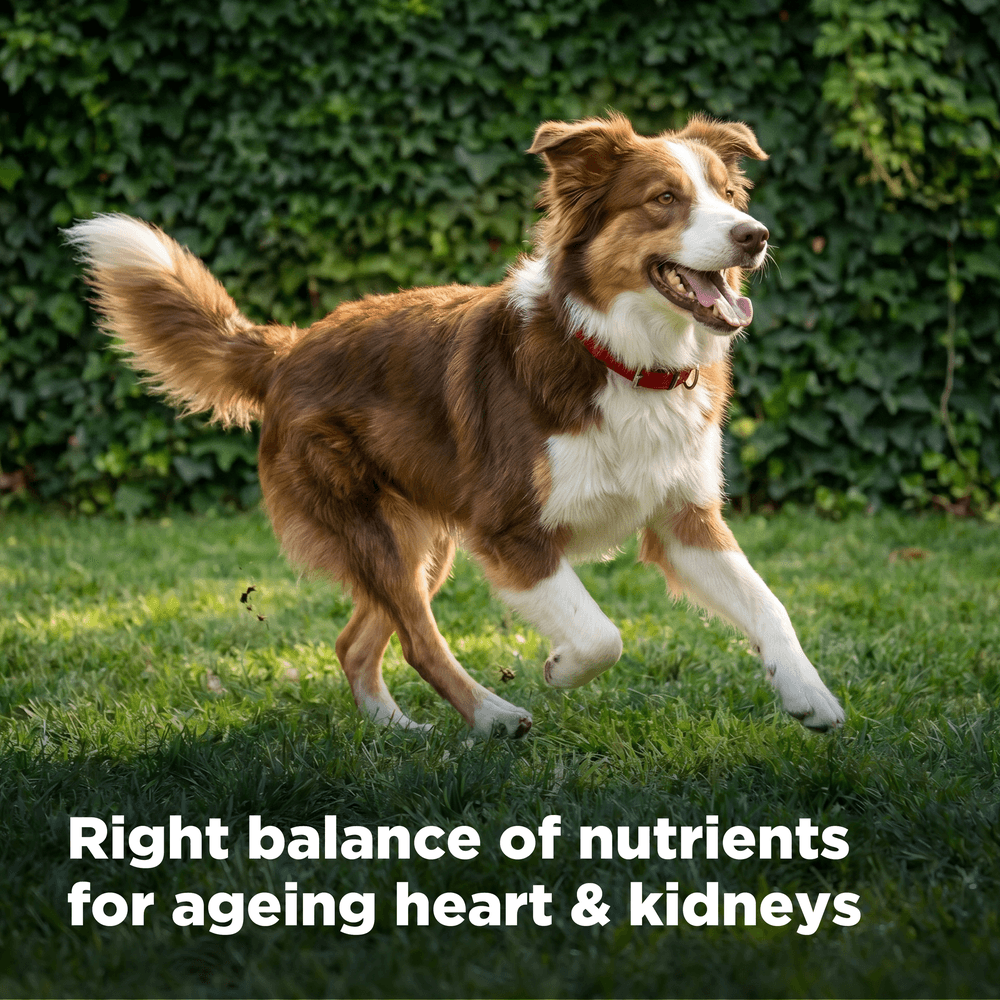 Hills Science Diet 7 Plus Chicken Barley & Rice Senior Dry Dog Food