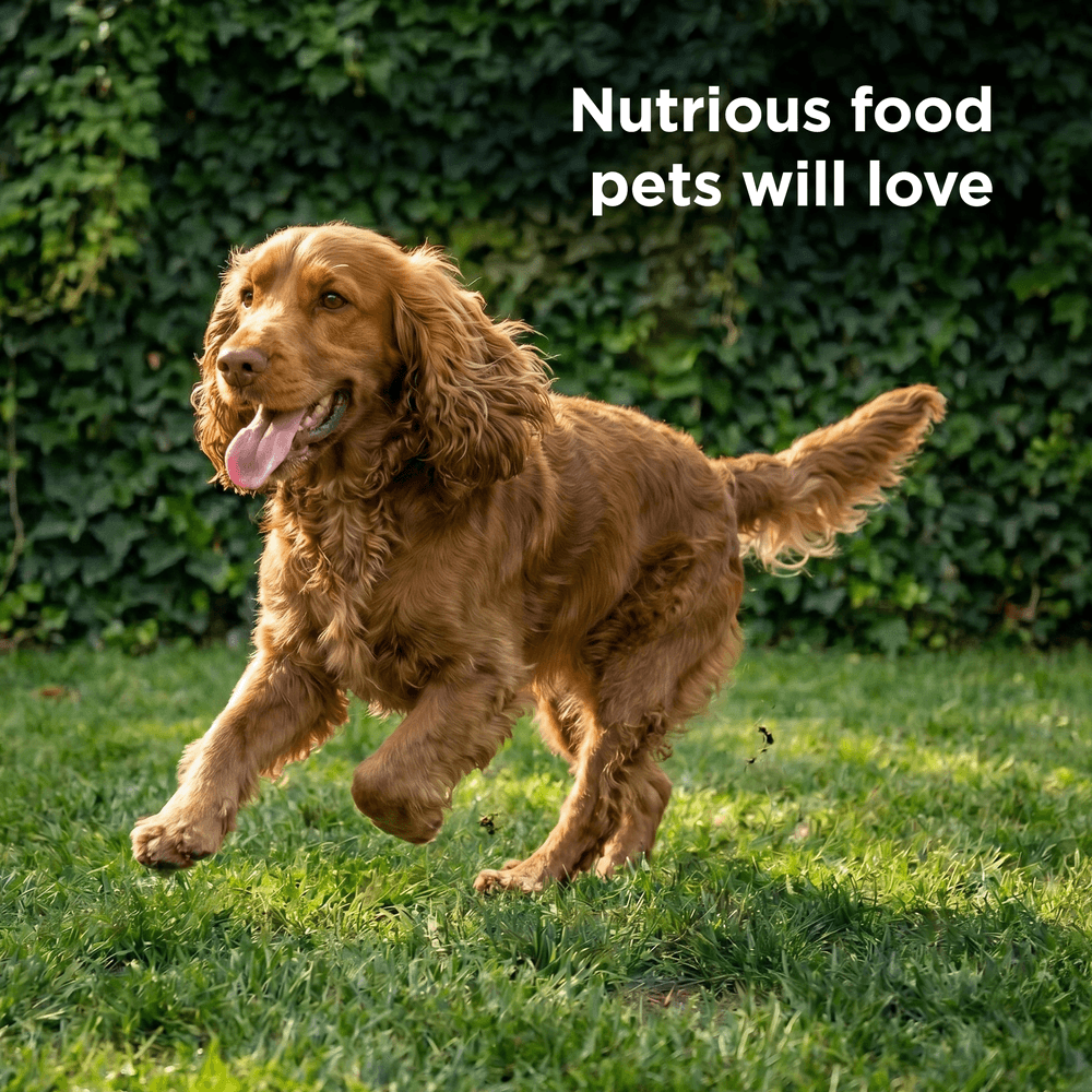 Hills Prescription Diet Z/D Skin & Food Sensitivities Adult Wet Dog Food Cans