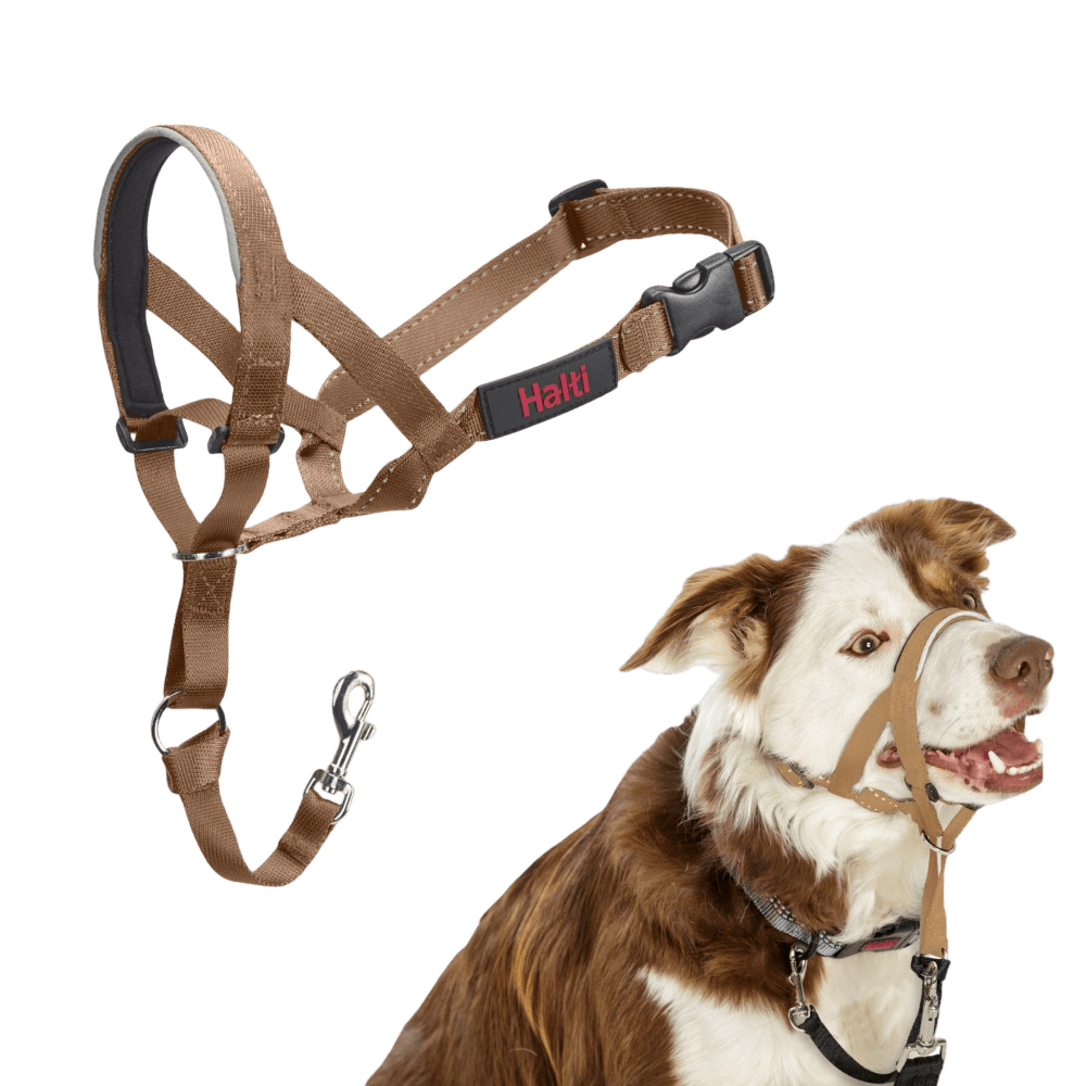 Headcollar Dog Desert Sand