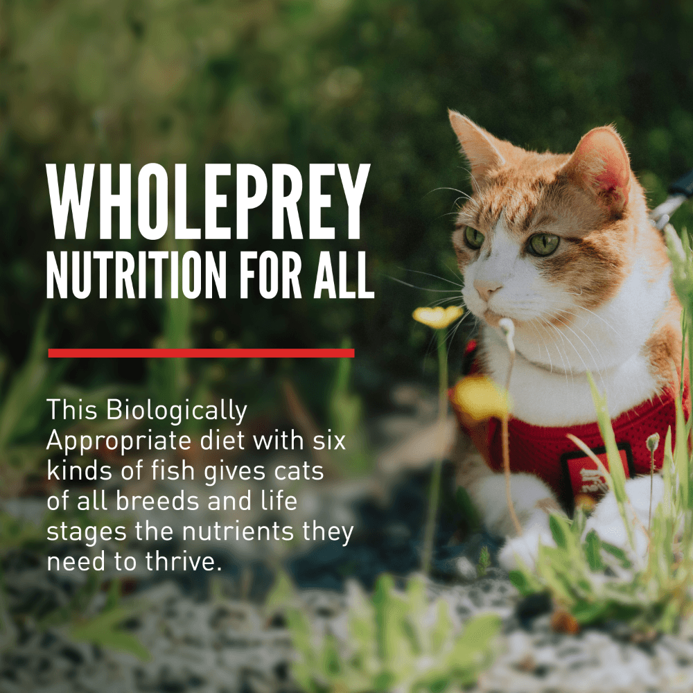 Orijen Six Fish All Lifestages Dry Cat Food