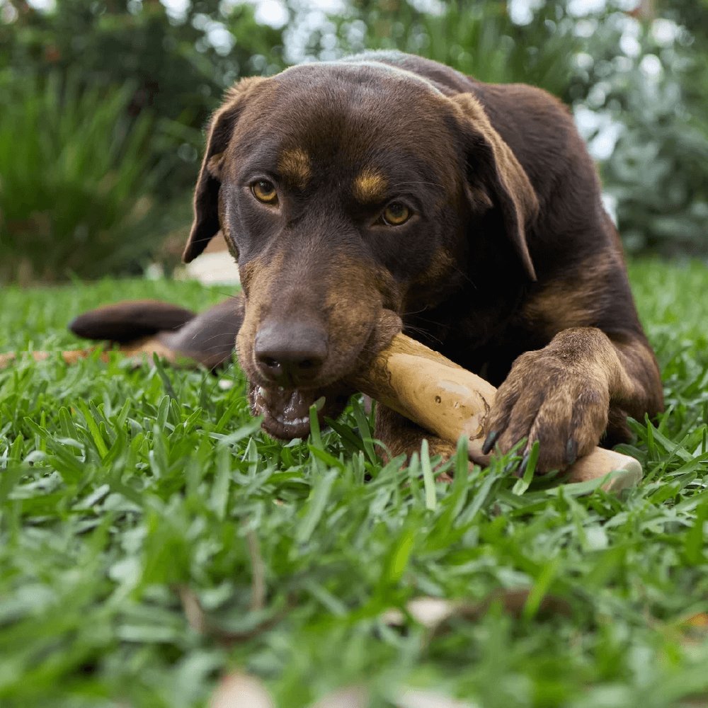 Kazoo Kazoo Coffee Wood Stick Dental Dog Chew Toy