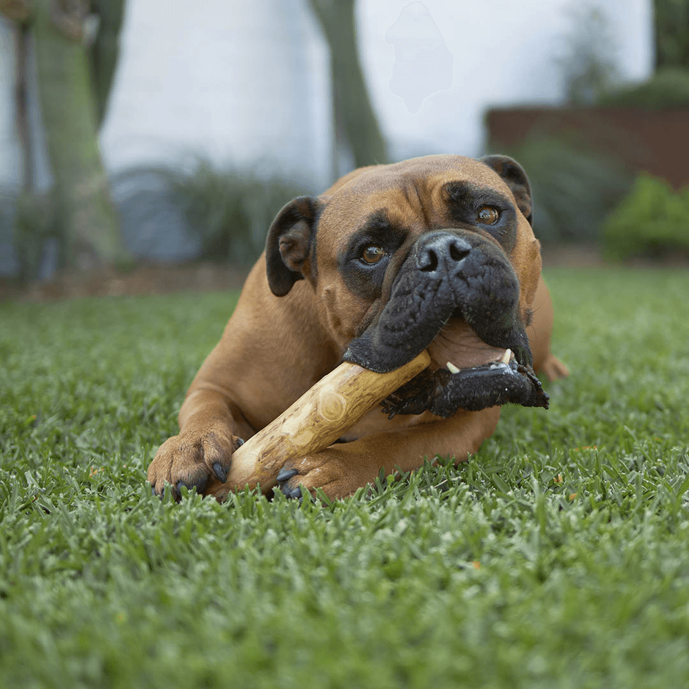 Kazoo Kazoo Coffee Wood Stick Dental Dog Chew Toy