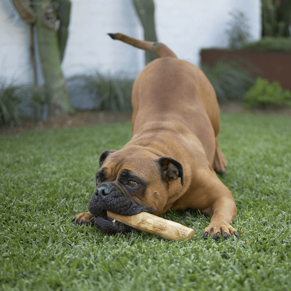 Kazoo Kazoo Coffee Wood Stick Dental Dog Chew Toy
