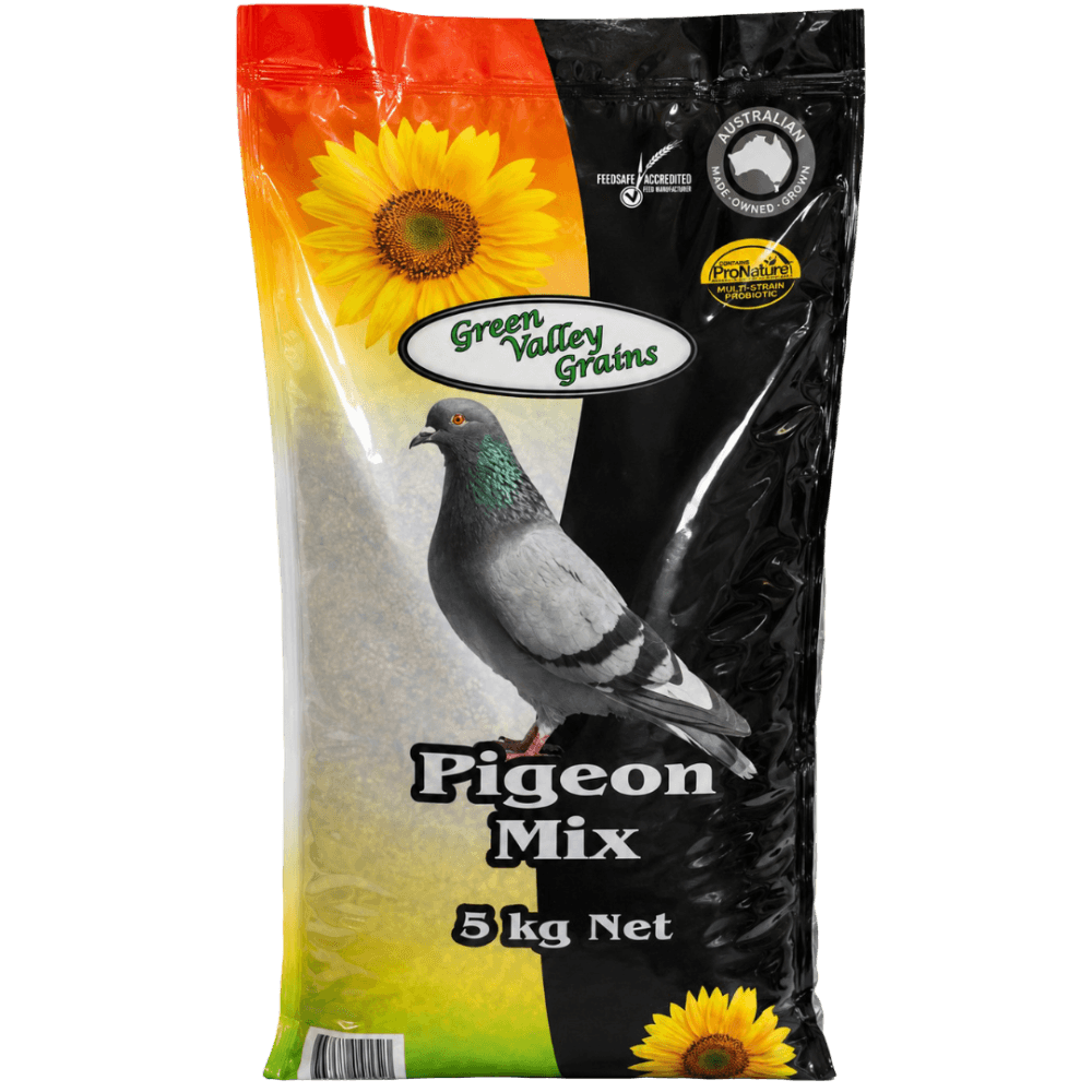Green Valley Pigeon