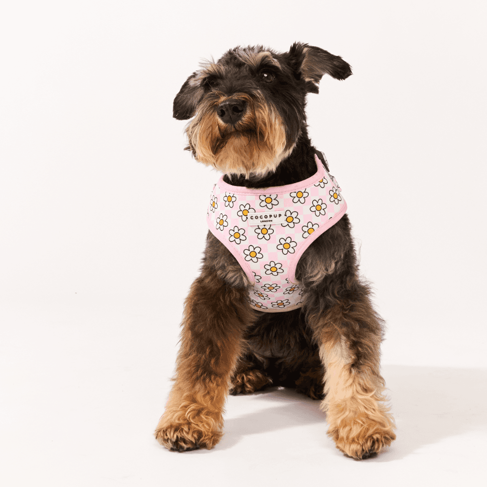 Cocopup London Adjustable Neck Dog Harness in Daisy Gingham Pink