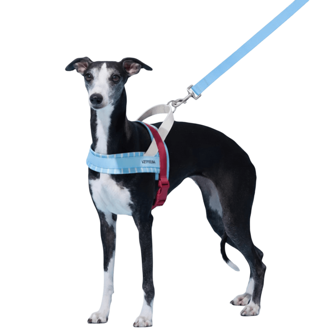 Dog Harness And Leash Set Mist And Merlot