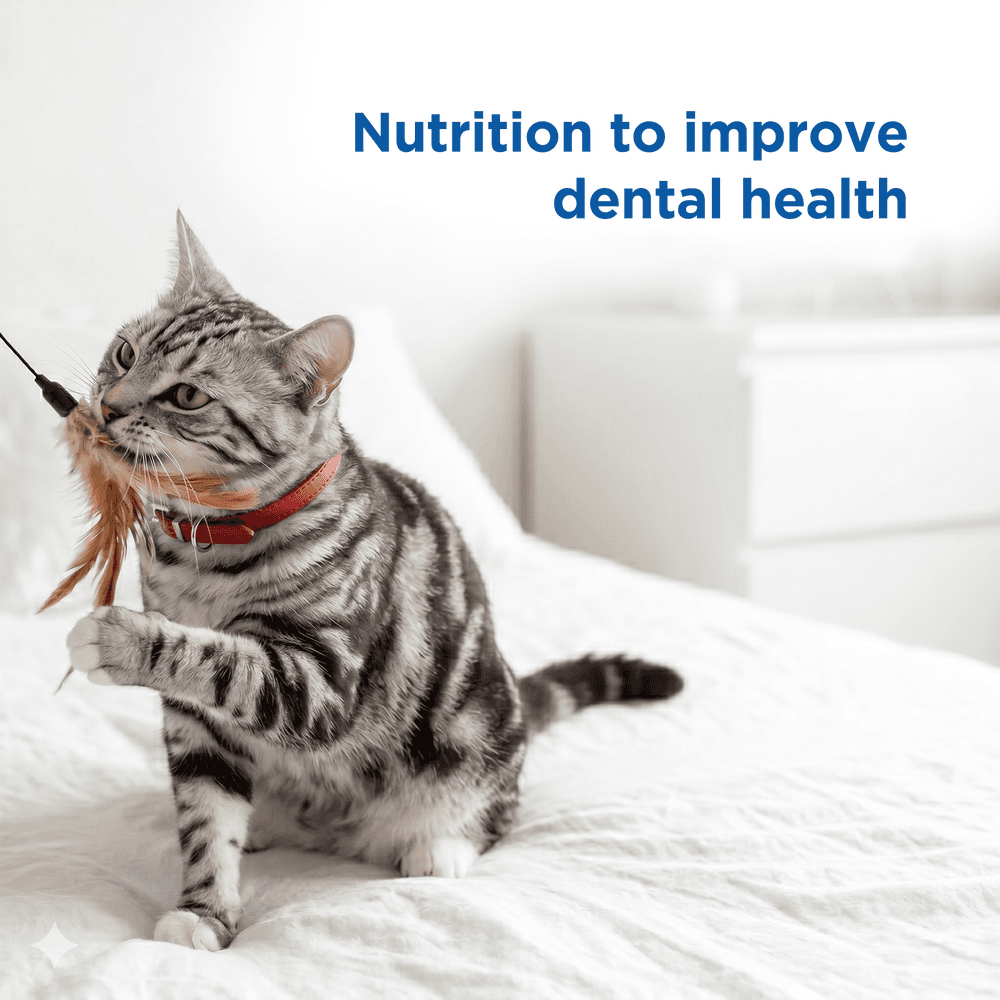 Hills Science Diet Oral Care Adult Dry Cat Food