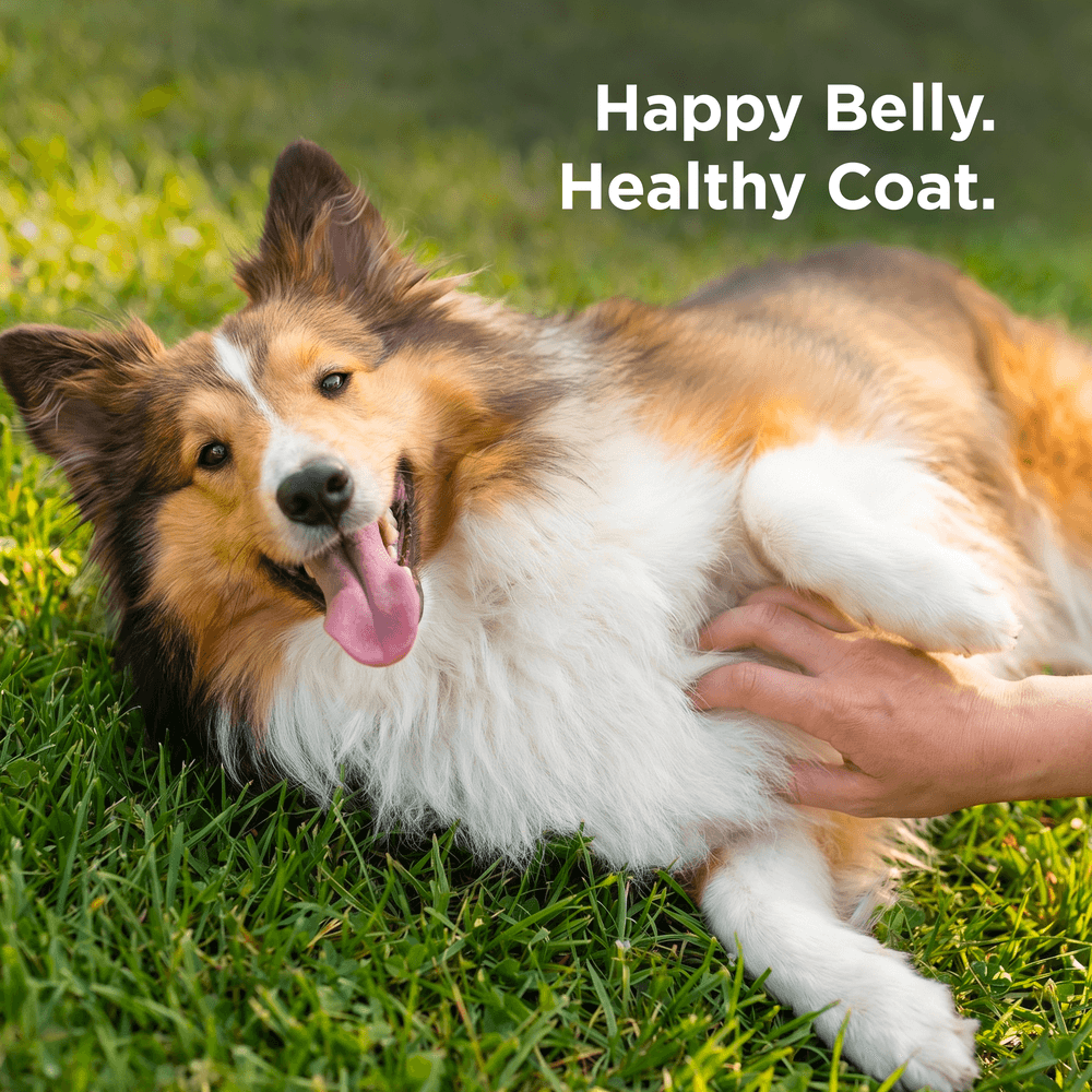 Hills Science Diet Sensitive Stomach & Skin Adult Dry Dog Food