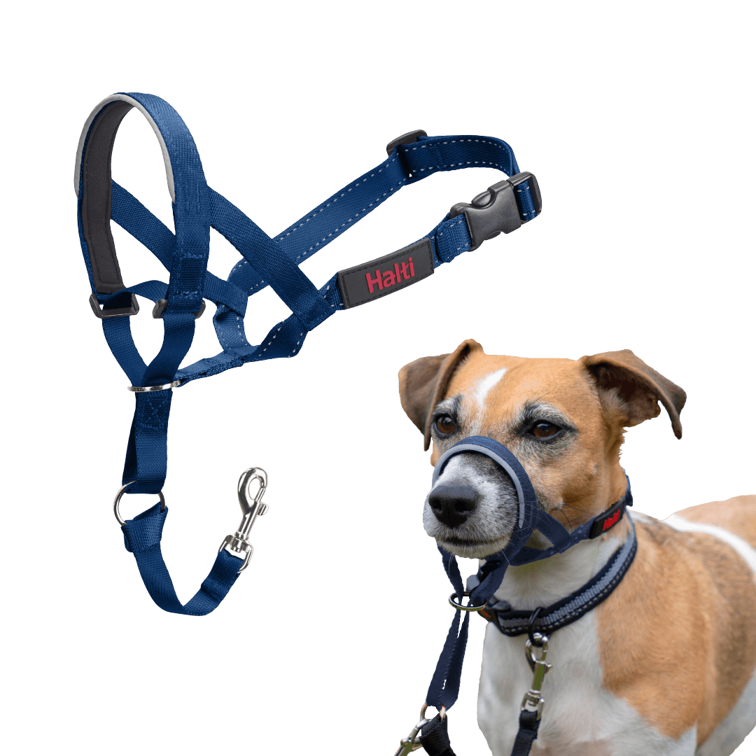 halti-headcollar-dog-cobalt-blue