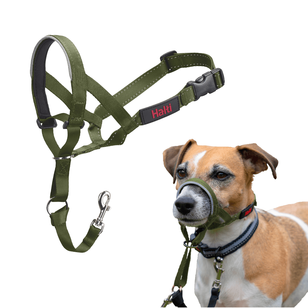 halti-headcollar-dog-forest-green