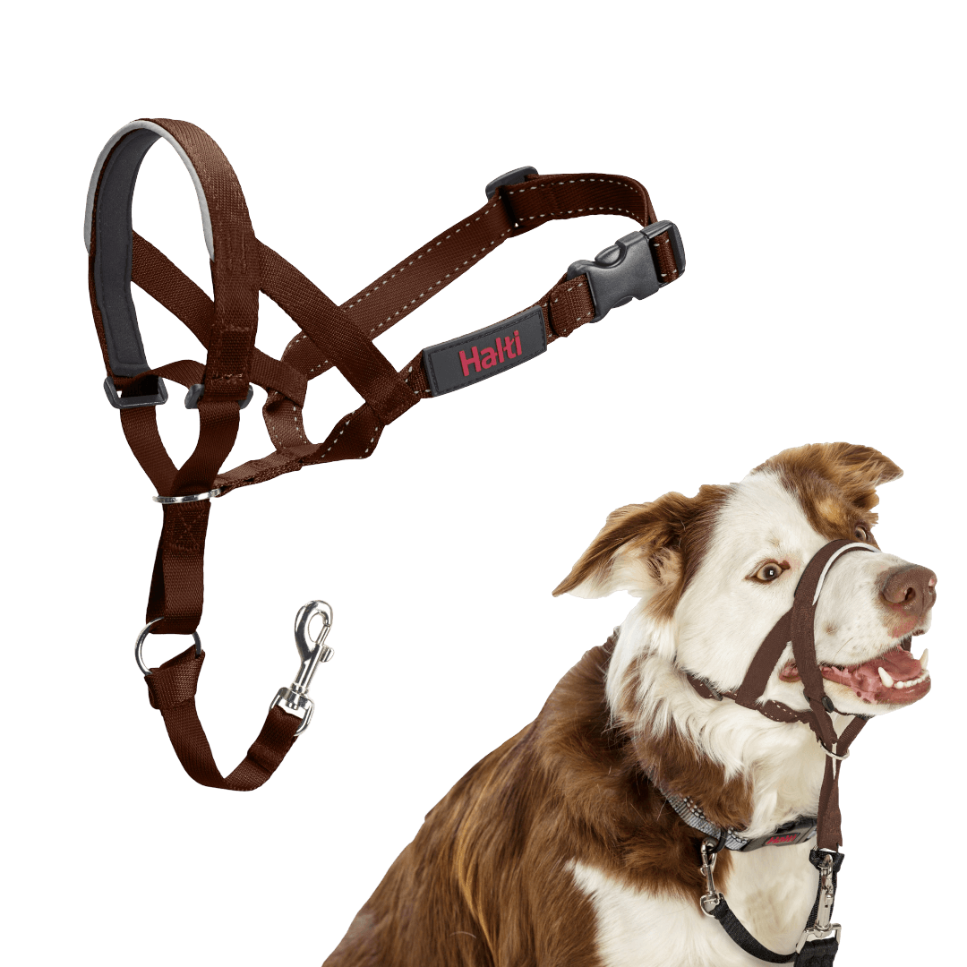 halti-headcollar-dog-deep-walnut