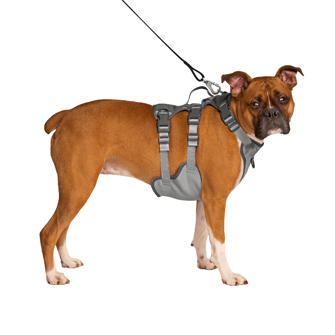 Canada Pooch Max Chill Cooling Dog Harness Grey
