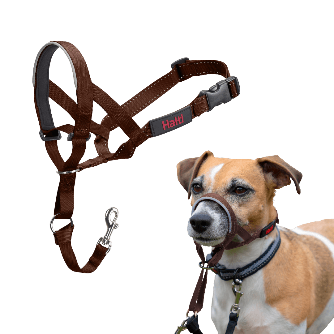 halti-headcollar-dog-deep-walnut