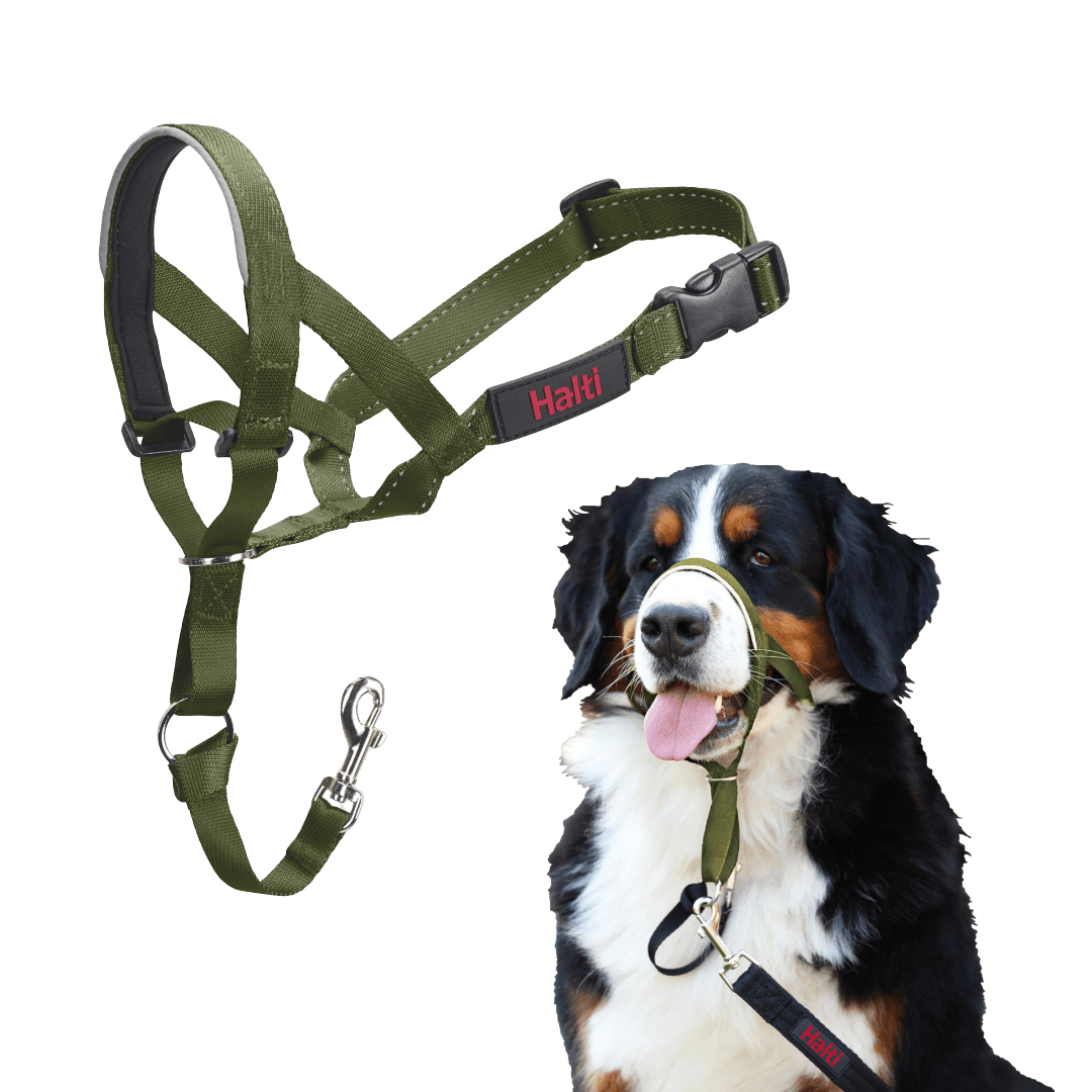 halti-headcollar-dog-forest-green