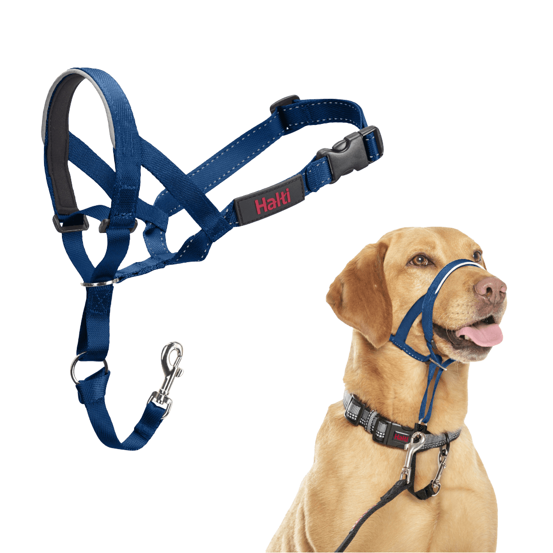 halti-headcollar-dog-cobalt-blue