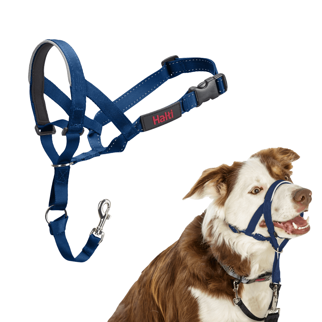 halti-headcollar-dog-cobalt-blue