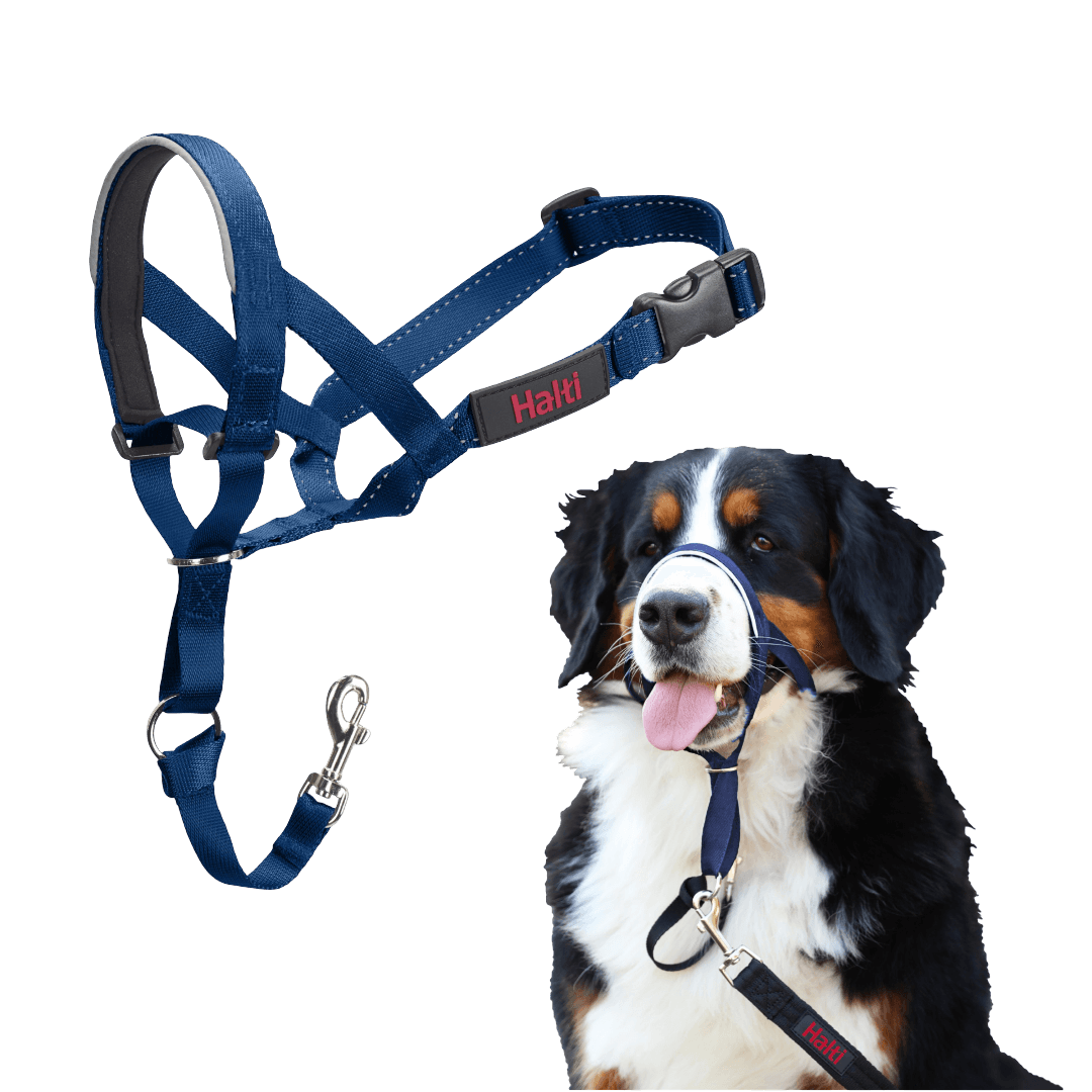 halti-headcollar-dog-cobalt-blue