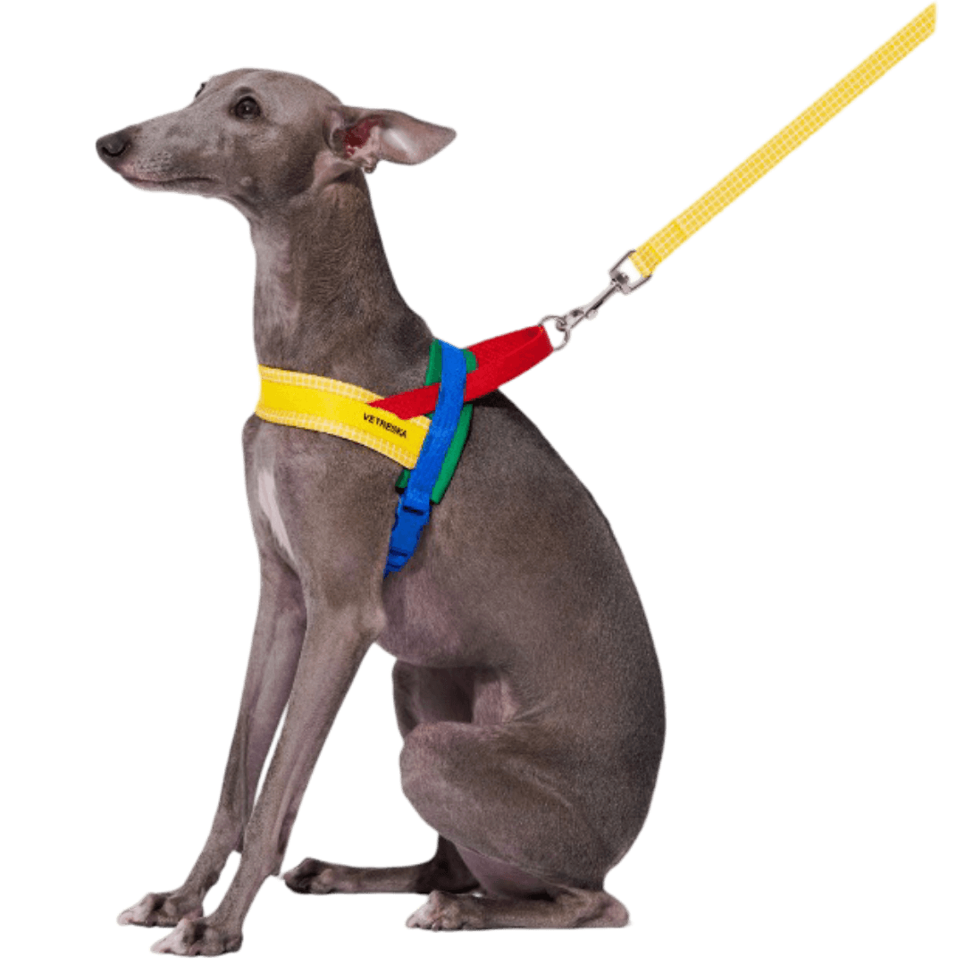 vetreska-dog-harness-and-lead-set-chroma