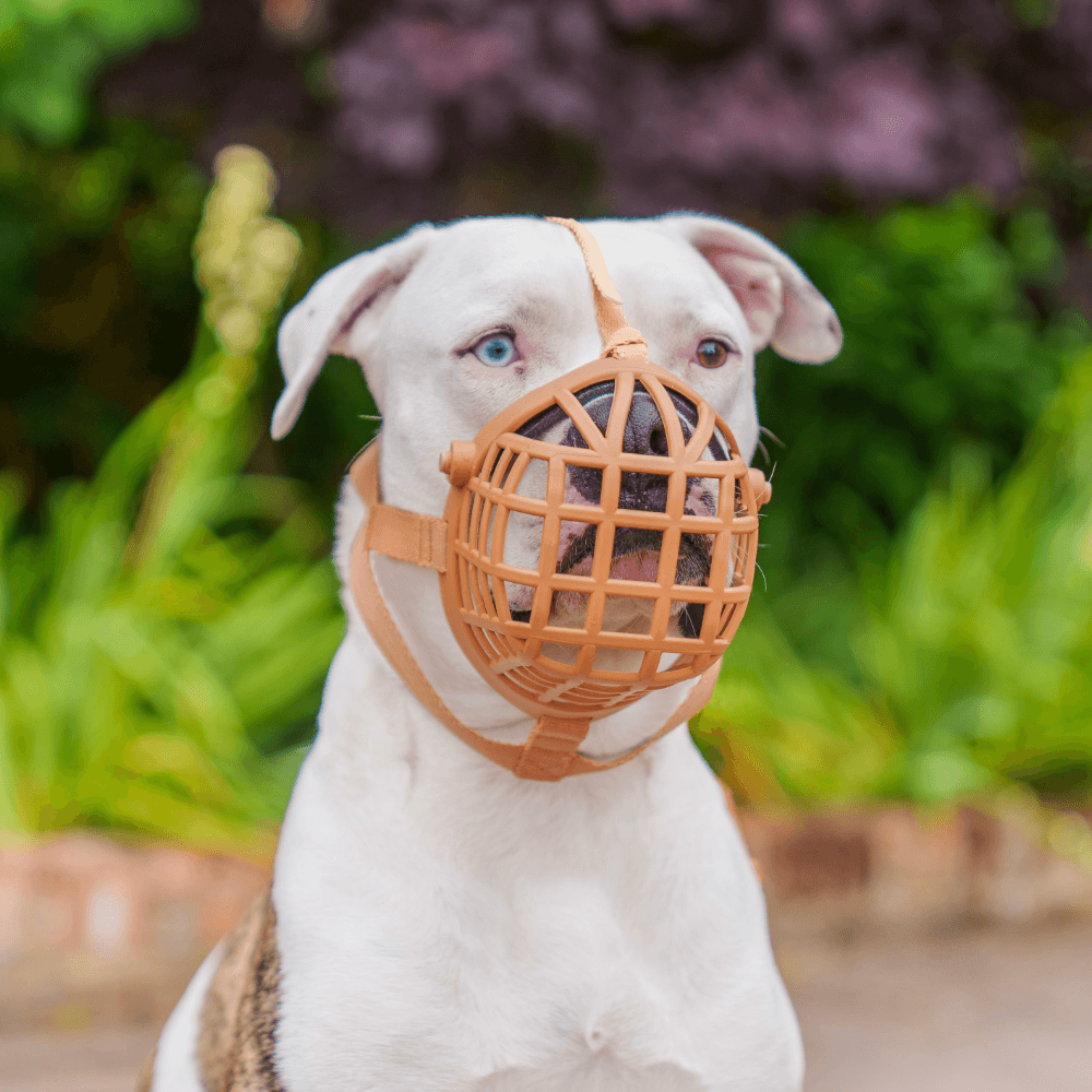 Baskerville Wide Fit Muzzle Dog Beige