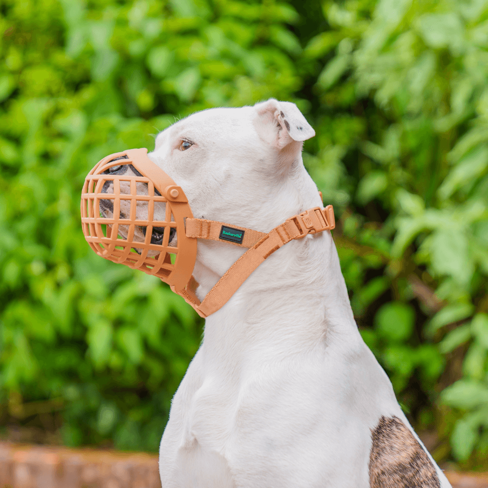 Baskerville Wide Fit Muzzle Dog Beige