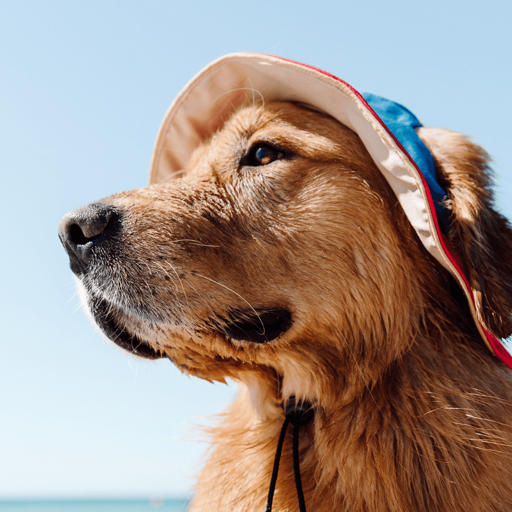 Bois The Label 90s Colorblock Reversible Dog Bucket Hat