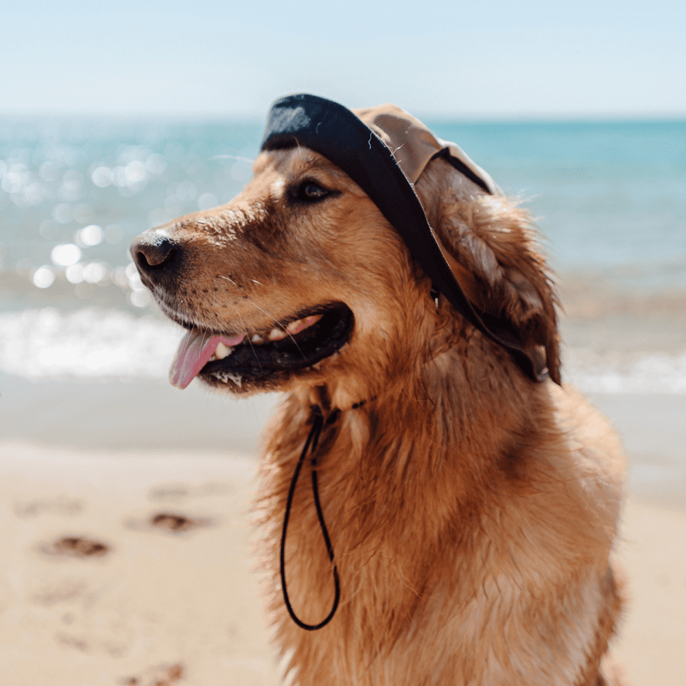 Bois The Label Nude Colorblock Reversible Dog Bucket Hat