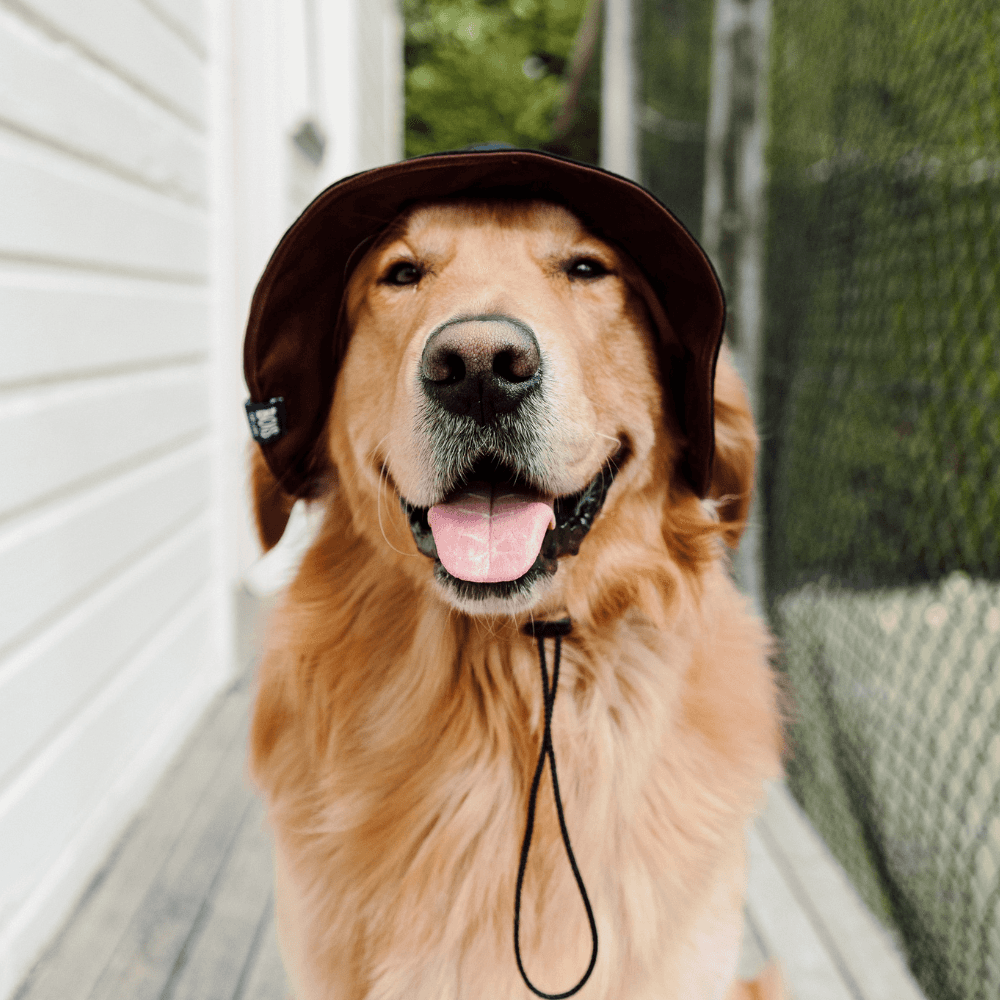 Bois The Label Nude Colorblock Reversible Dog Bucket Hat