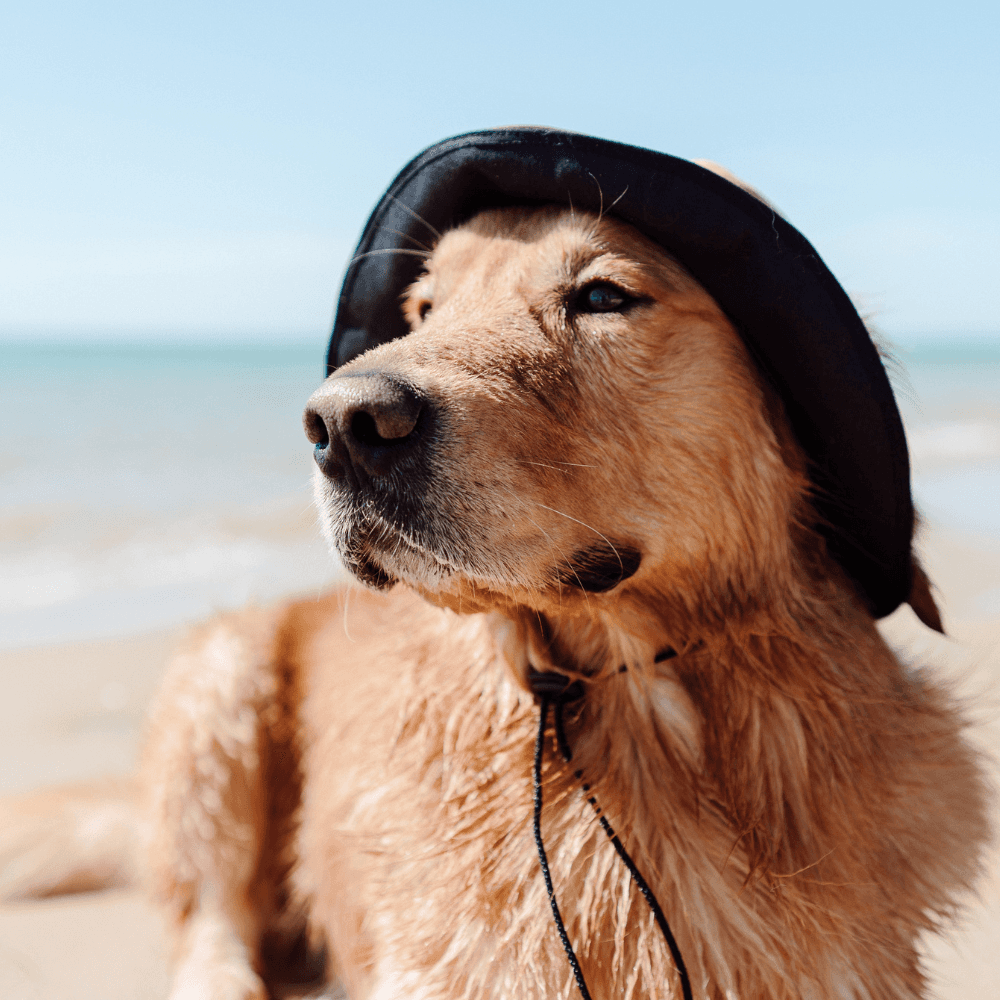 Bois The Label Nude Colorblock Reversible Dog Bucket Hat
