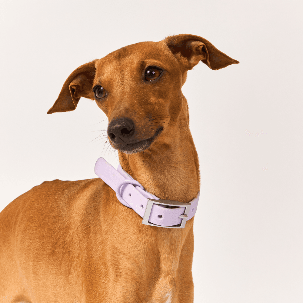 cocopup-london-dog-collar-nakd-parma-violets