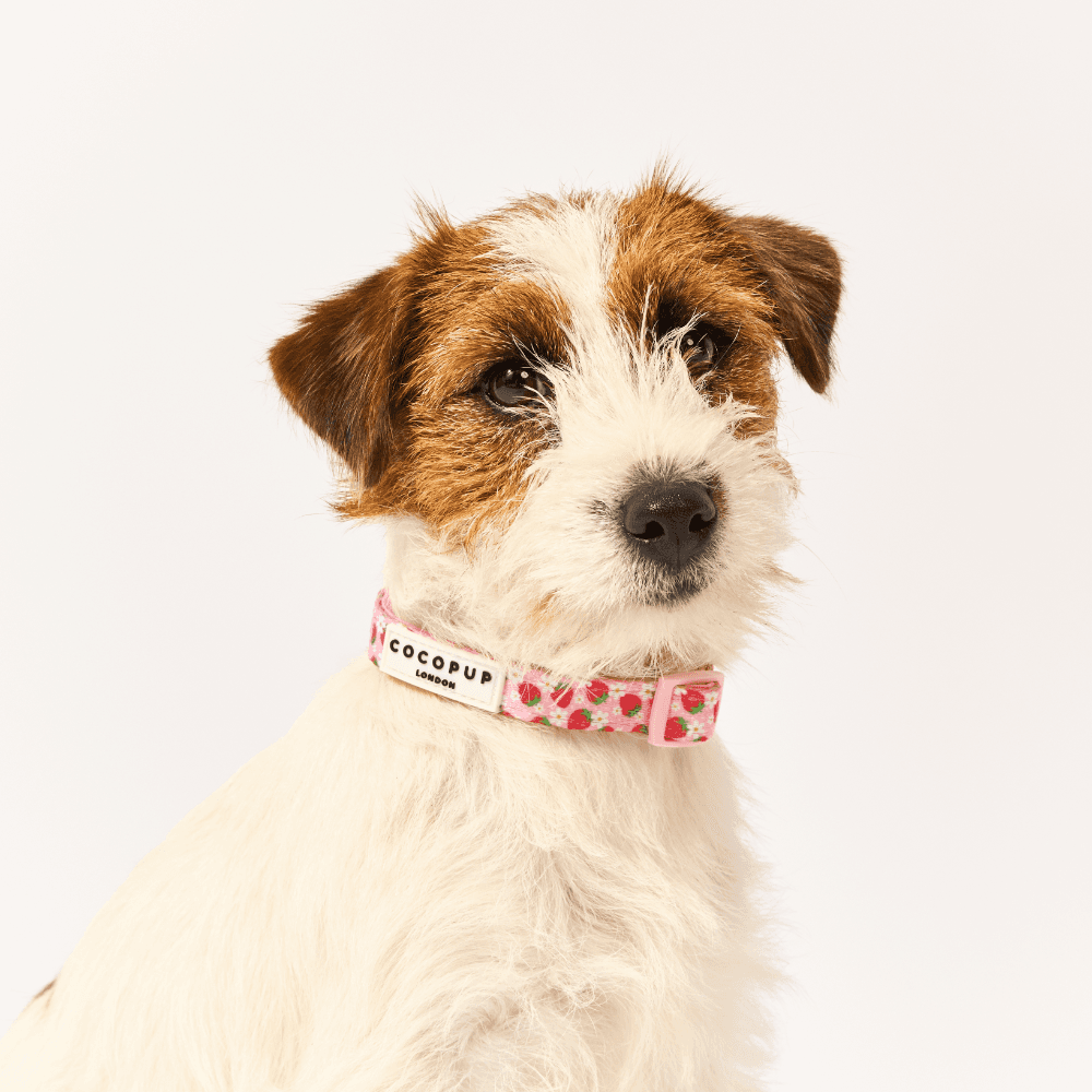cocopup-london-dog-collar-pupberry-fields