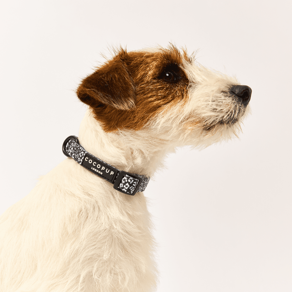 Neoprene Dog Collar in Black Leopard
