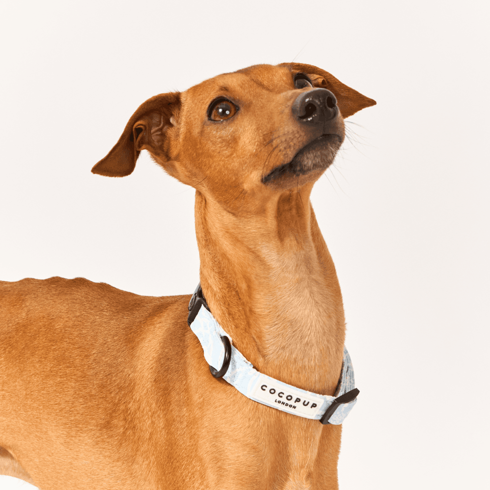 cocopup-london-dog-collar-baby-blue-flower