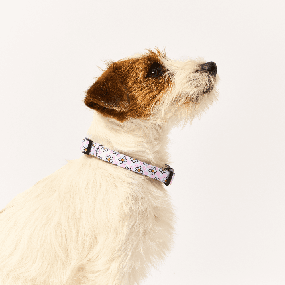 cocopup-london-dog-collar-daisy-gingham