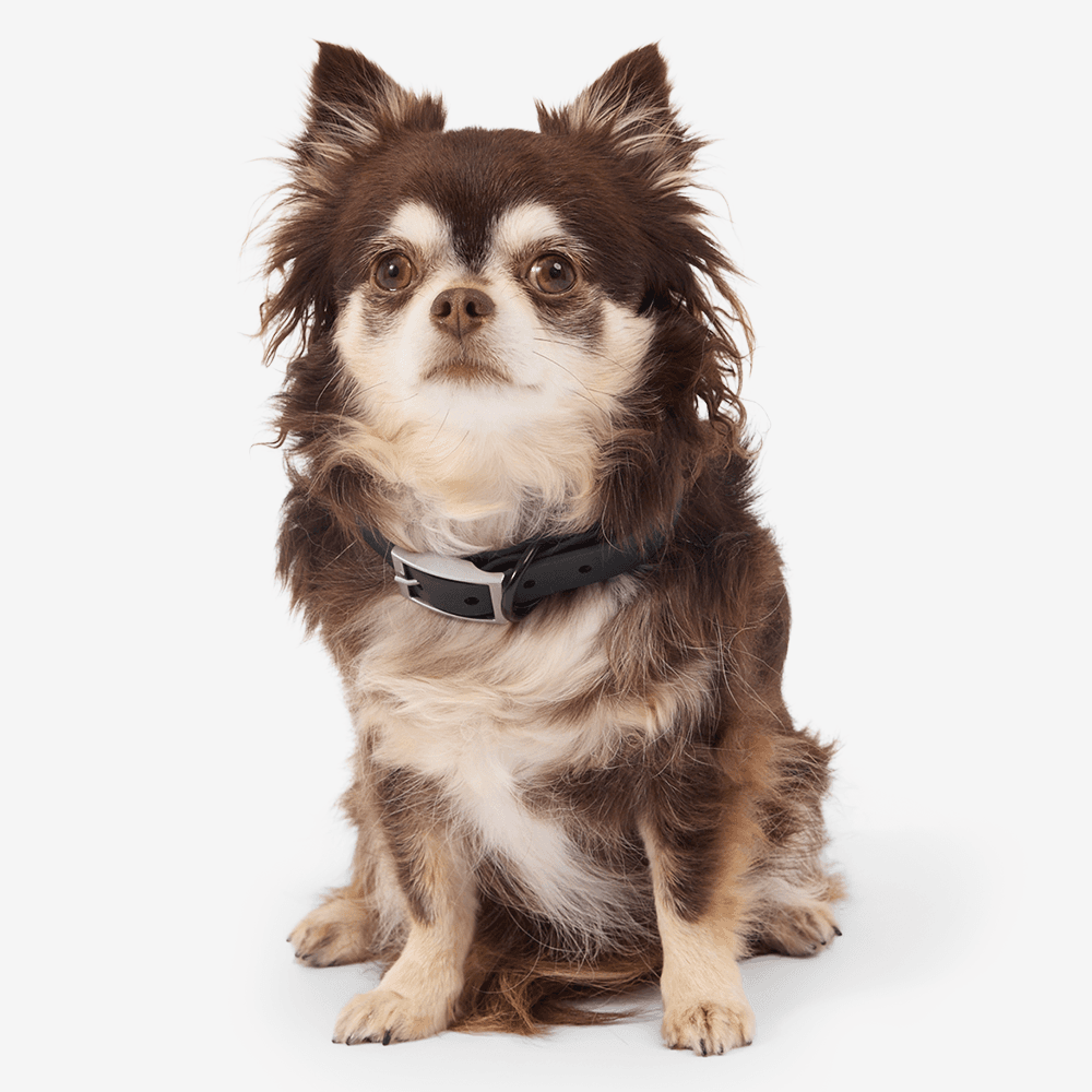 cocopup-london-dog-collar-nakd-liquorice