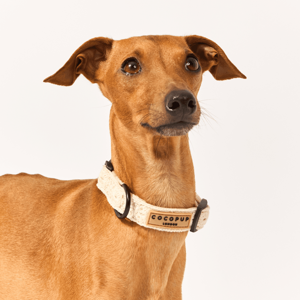 cocopup-london-dog-collar-festival-crochet