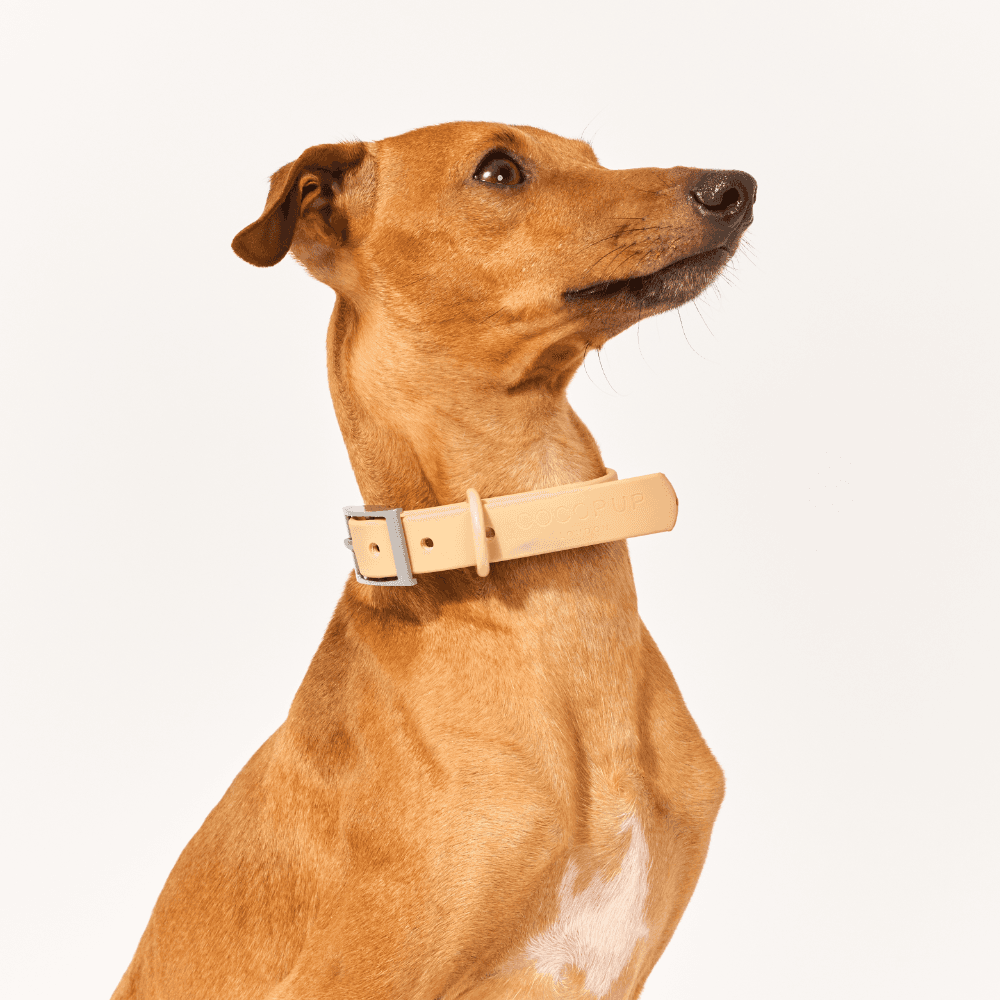 cocopup-london-dog-collar-nakd-biscuit