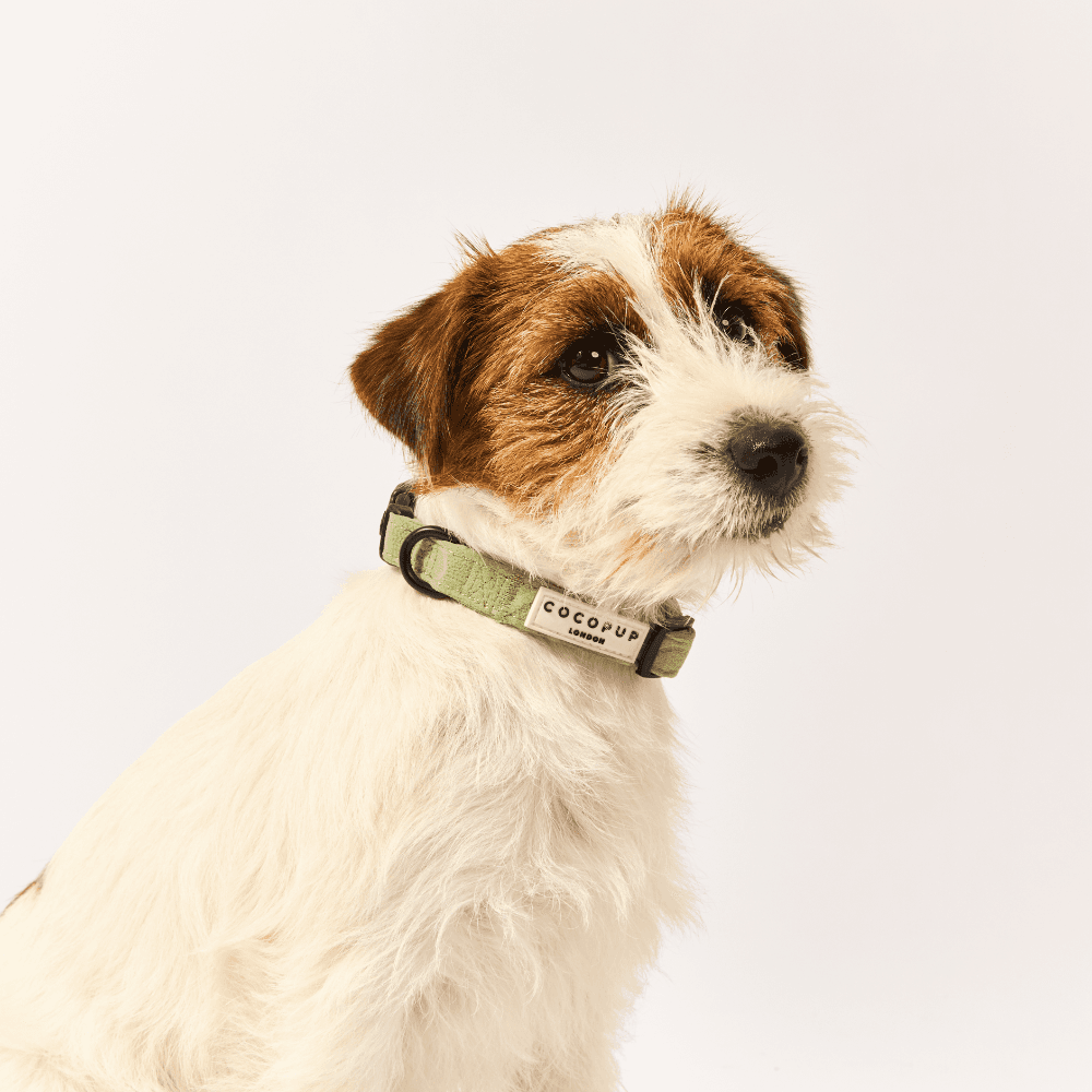 cocopup-london-dog-collar-sage-heart