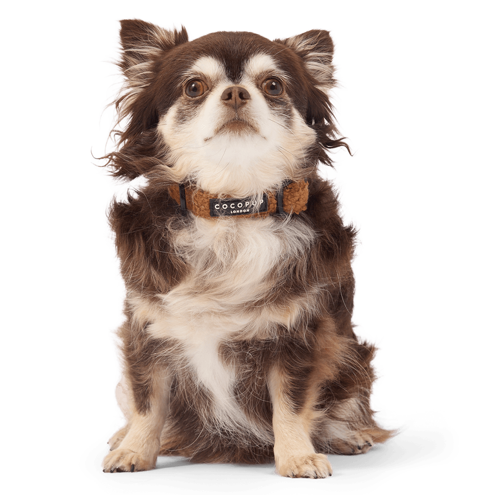 cocopup-london-dog-collar-teddy-paddington
