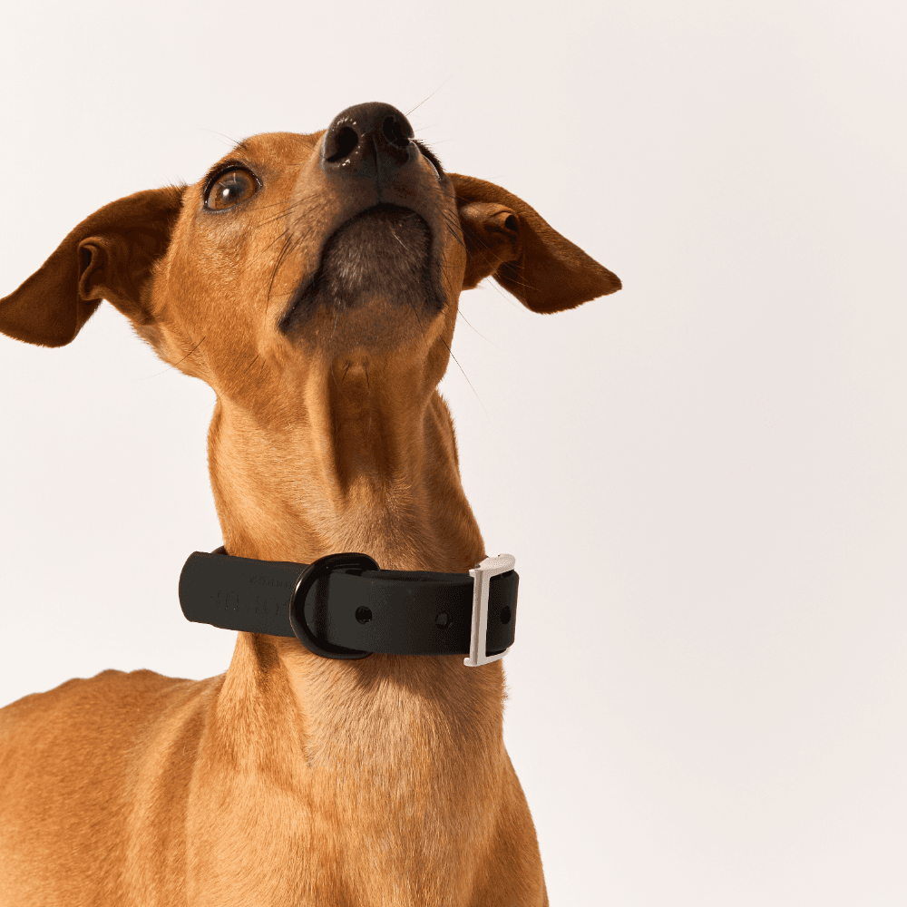 cocopup-london-dog-collar-nakd-liquorice