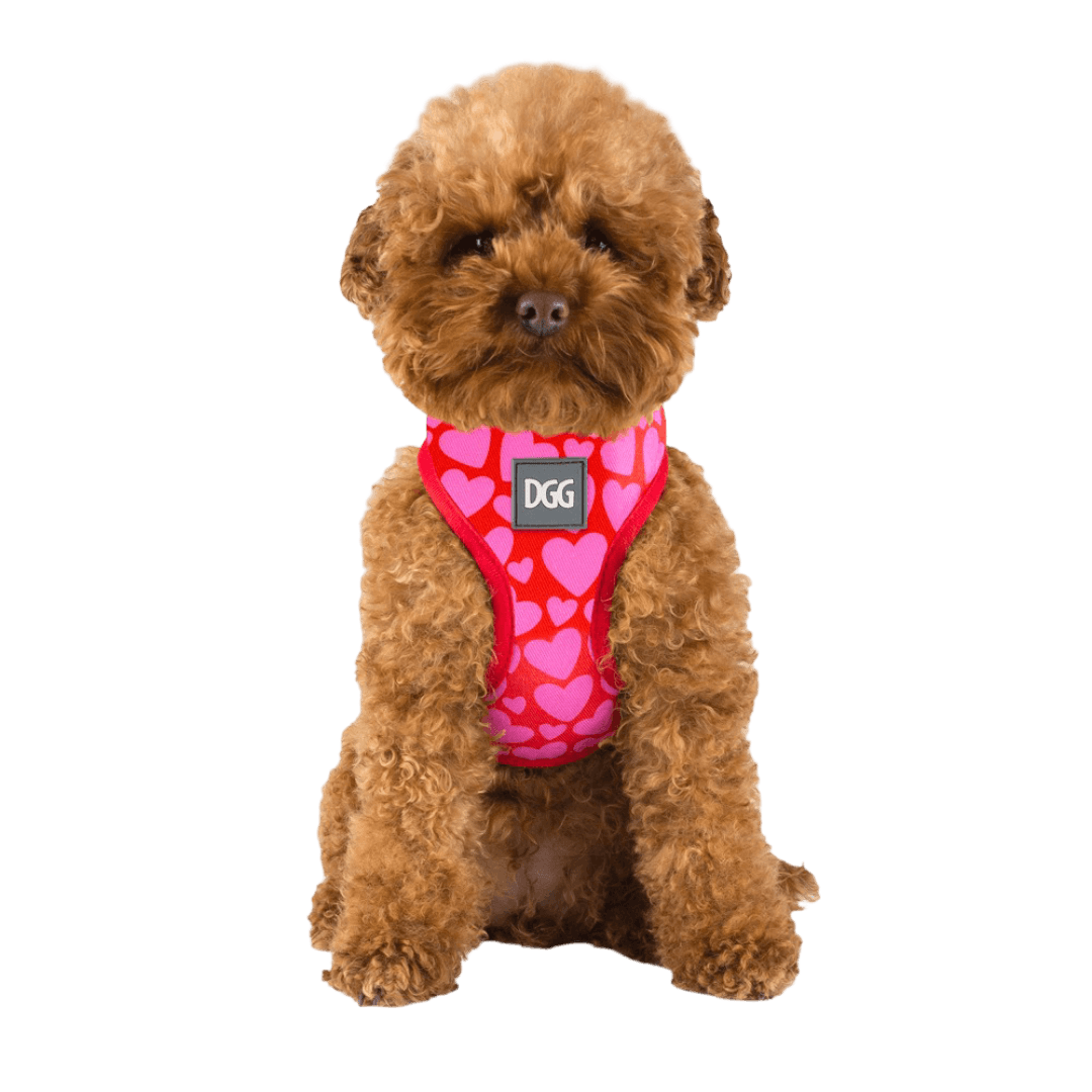 dgg-easy-walker-harness-love