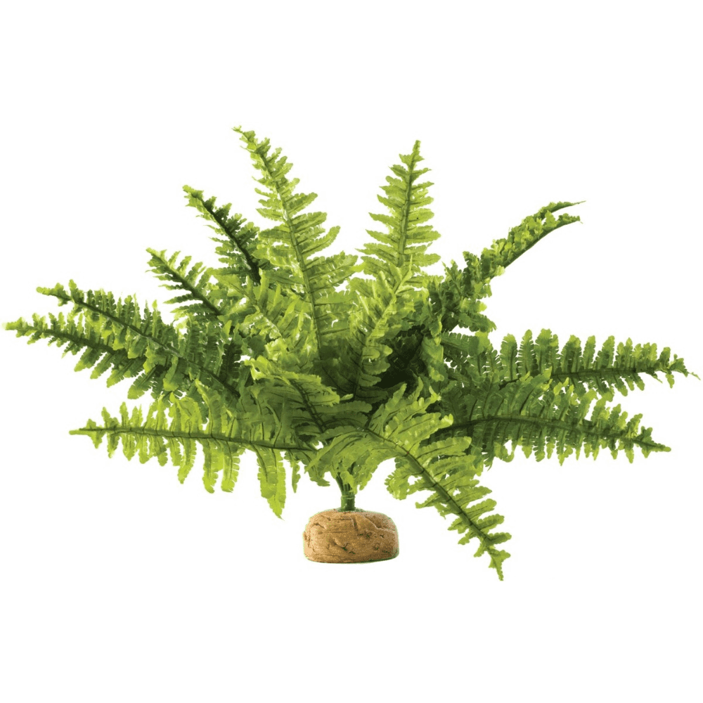 exo-terra-boston-fern