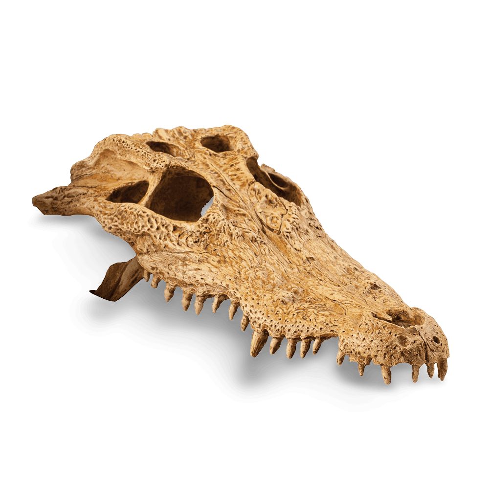 exo-terra-crocodile-skull