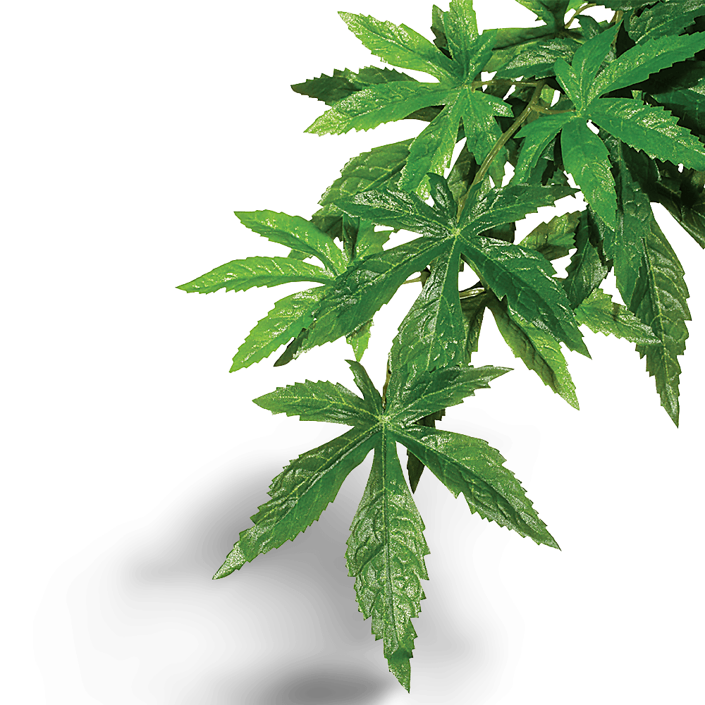 exo-terra-forest-plant-abutilon