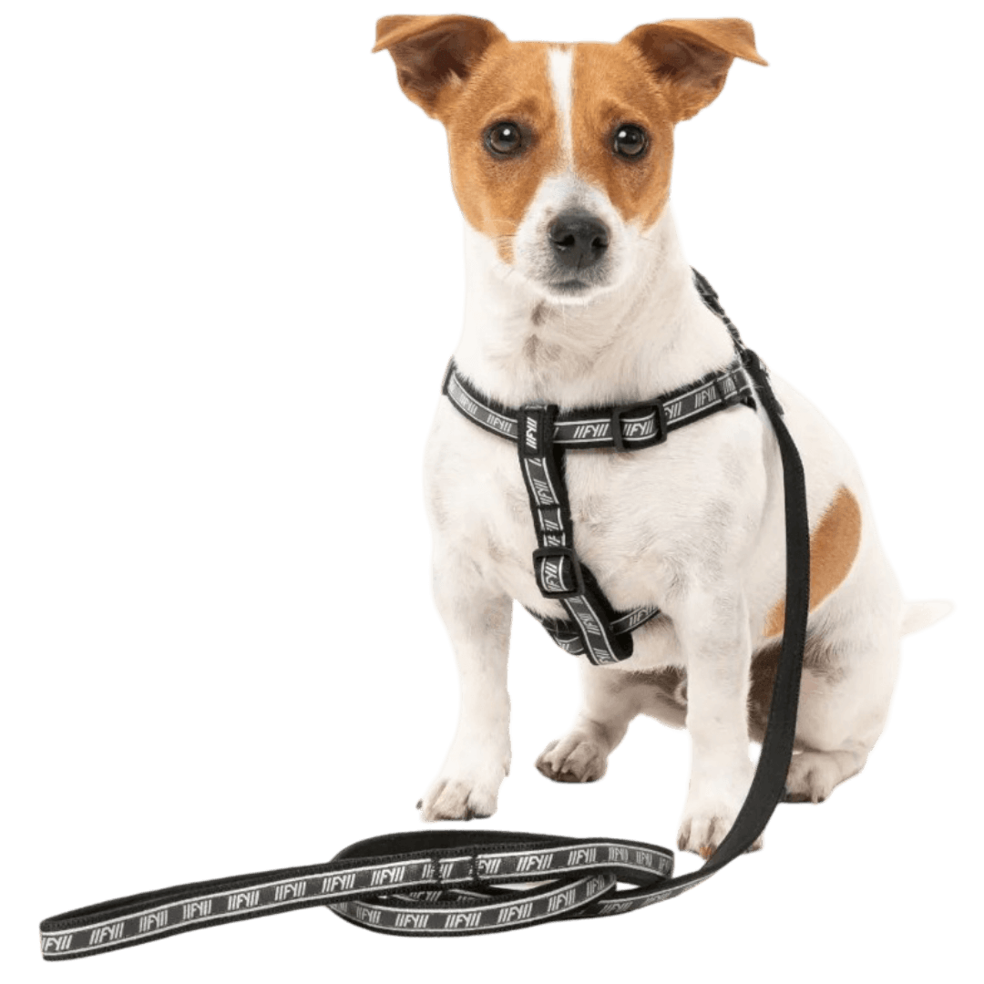 fuzzyard-active-lead-dog-black