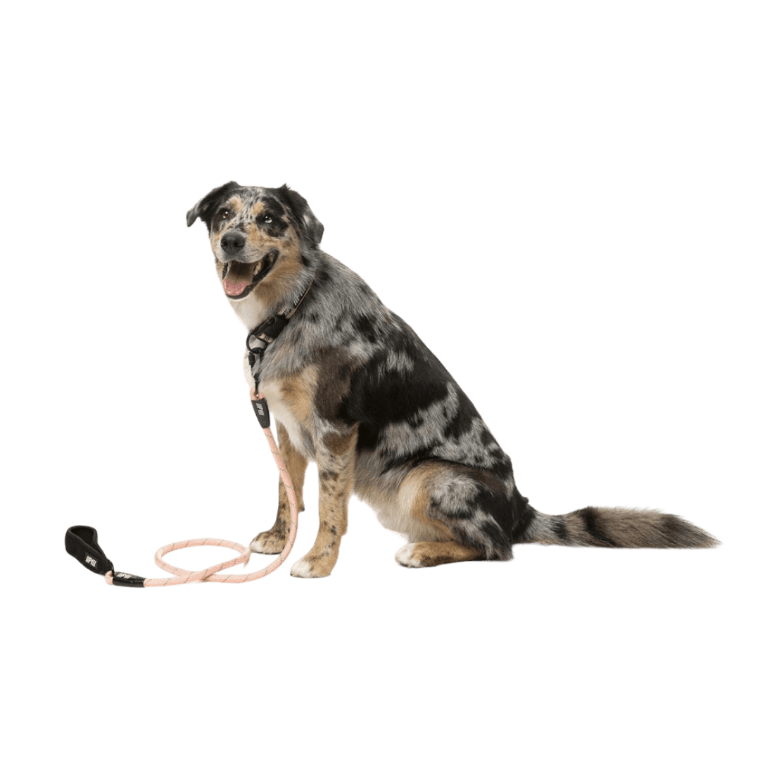 fuzzyard-active-rope-lead-dog-peach