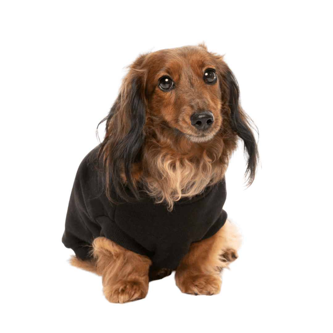 fuzzyard-black-allday-dog-jumper