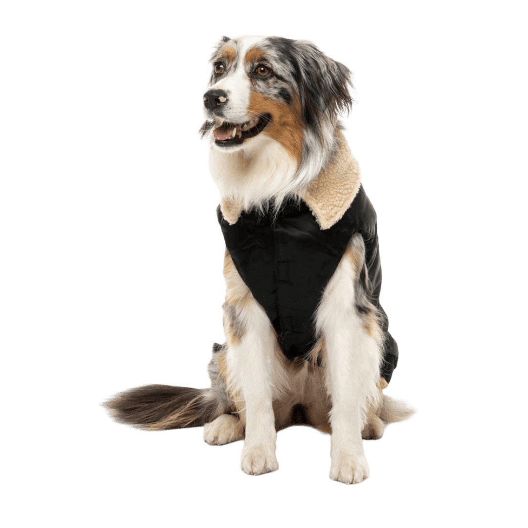 The Zoomie Dog Jacket in Black