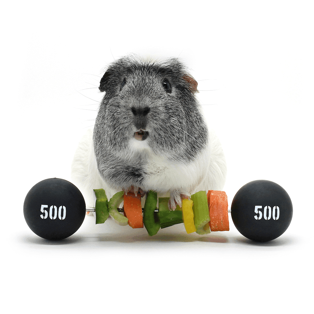haypigs-piggy-weight-lifter-vegetable-kebab-maker