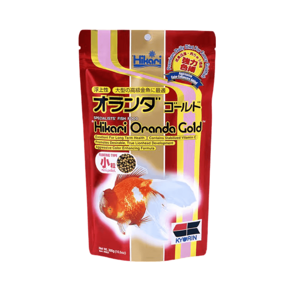 hikari-oranda-gold-mini